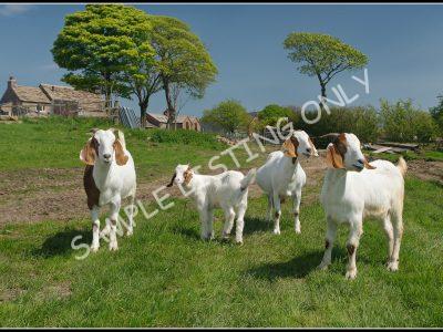 Malawian Live Boer Goats