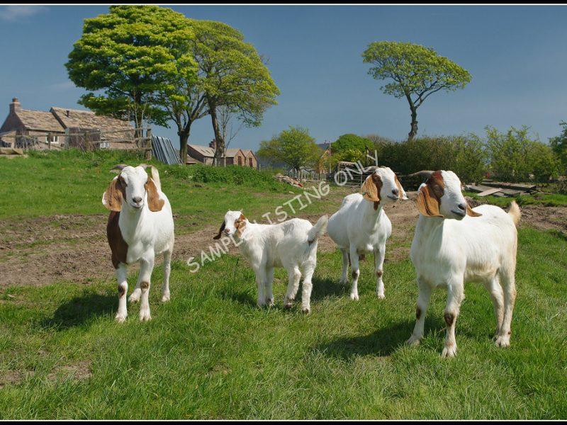 Malawian Live Boer Goats