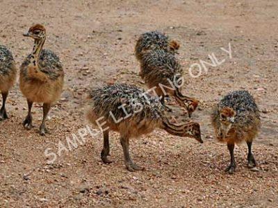 Malawi Ostrich Chicks