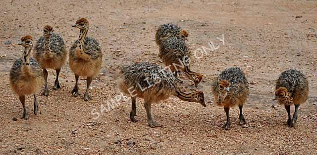 Malawi Ostrich Chicks
