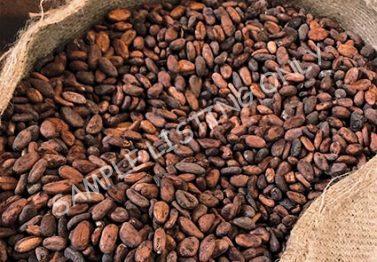 Malawi Cocoa Beans