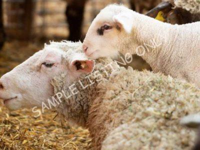 Healthy Malawi Sheep