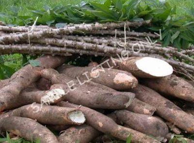 Fresh Malawi Cassava