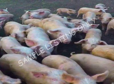 Malawi Healthy Pigs